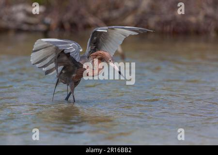 Blaufußreiher, Florida (Egretta rufescens) Stockfoto