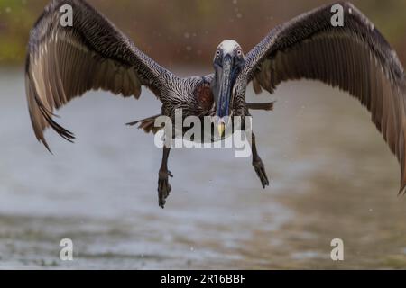 Brauner Pelikan (Pelecanus Occidentalis), Florida Stockfoto