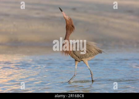 Blue-footed heron, Florida (Egretta rufescens) Stock Photo