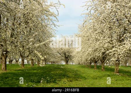 Kirschbaum, Achern, Ortenau, Baden-Württemberg, Deutschland Stockfoto