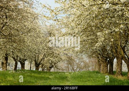 Kirschbaum, Achern, Ortenau, Baden-Württemberg, Deutschland Stockfoto