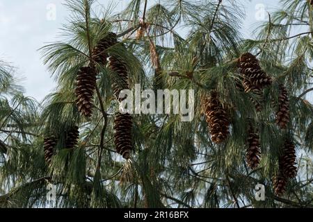 Coulter pine (Pinus coulteri), Cones, Deutschland Stockfoto