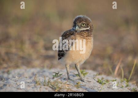 Eulen (Athene cunicularia) juv, Florida Stockfoto