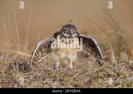 Eulen (Athene cunicularia) juv, Florida Stockfoto