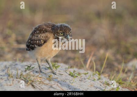 Eulen (Athene cunicularia) juv, Florida Stockfoto