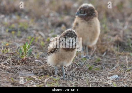 Eulen (Athene cunicularia) juv, Florida Stockfoto
