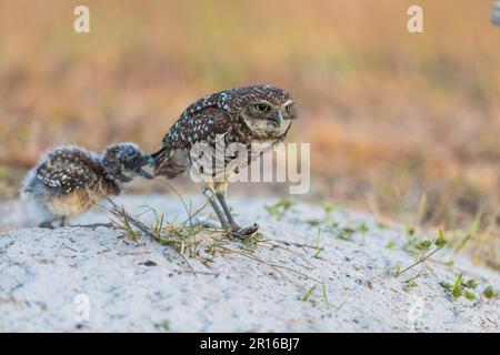 Eulen (Athene cunicularia) mit Schlange, Florida Stockfoto