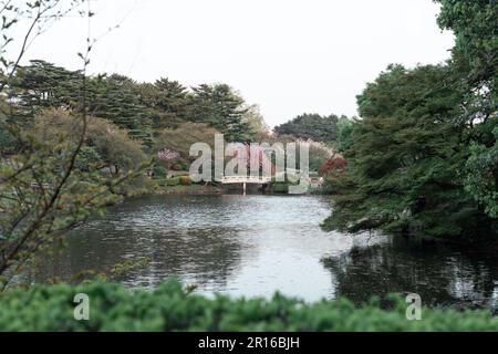 TOKIO, JAPAN - 11. APRIL 2023: Abendzeit im Shinjuku Gyoen National Garden mit Kirschblüten Stockfoto