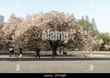 TOKIO, JAPAN - 11. APRIL 2023: Menschen, die im Shinjuku Gyoen National Garden mit Kirschblüten spazieren gehen Stockfoto