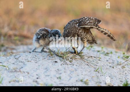 Eulen (Athene cunicularia) mit Schlange, Florida Stockfoto