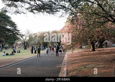 TOKIO, JAPAN - 11. APRIL 2023: Menschen, die im Shinjuku Gyoen National Garden mit Kirschblüten spazieren gehen Stockfoto