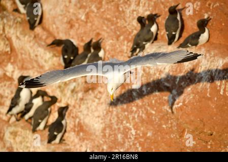 Gemeine Möwe (Larus argentatus), Schleswig-Holstein, Helgoland, Deutschland Stockfoto