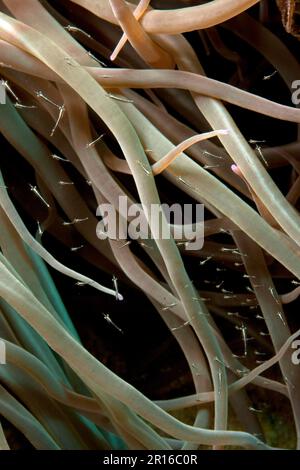 Junge Garnelen in Opelet-Anemone (Anemonia viridis), Mittelmeer, Ostatlantik Stockfoto