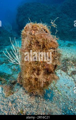 Edle Panzerschale (Pinna nobilis), edle Pinna, Zebramuschel, Mittelmeer Stockfoto