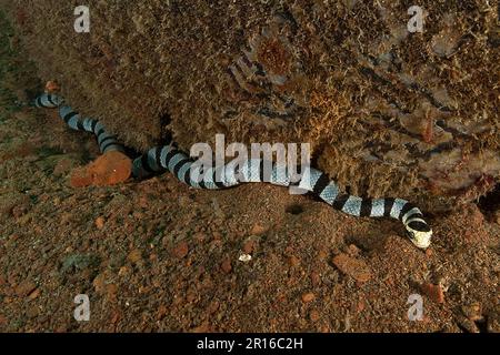 Kolubrine-Krait (laticauda colubrina), Flachschwanzlümmel, Molukken, Pazifik, Indonesien Stockfoto