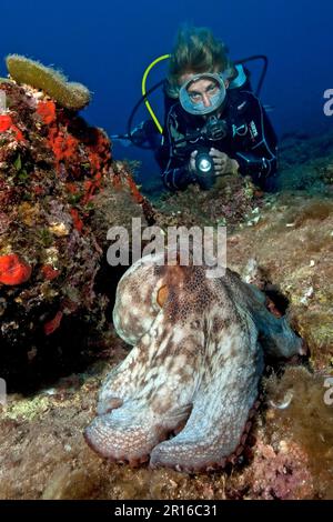 Taucher und Tintenfisch (Octopus vulgaris), Mittelmeer, Italien Stockfoto