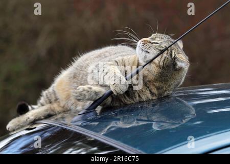 Hauskatze auf dem Autodach, Deutschland Stockfoto