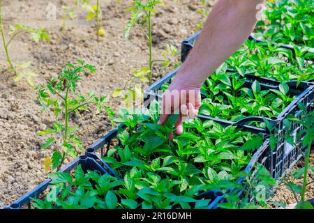 Pfefferkeimlinge werden im Gewächshaus vom Landwirt auf ihre Qualität geprüft Stockfoto