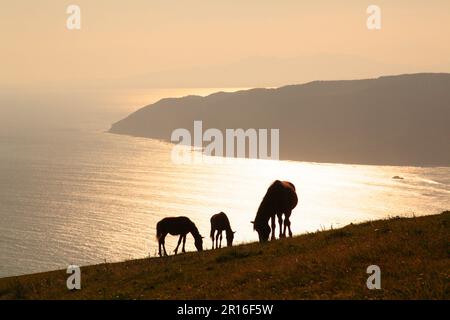 Pferde grasen in der Dämmerung Stockfoto