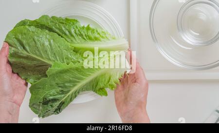 Blätter von frischem grünem Salat, Nahaufnahme in Frauenhänden auf weißem Hintergrund. Salatsalatrezept Stockfoto