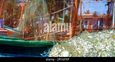 Fischnetz in Fischzuchtbetrieben, die den Fang des Tages in thailand sammeln Stockfoto