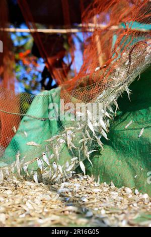 Fischnetz in Fischzuchtbetrieben, die den Fang des Tages in thailand sammeln Stockfoto