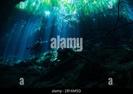 Ein Taucher in einem Taucheranzug und einem Sauerstofftank, der unter Wasser schwimmt Stockfoto