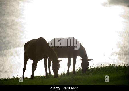 Silhouette des Misaki-Pferdes Stockfoto