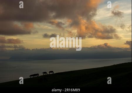 Misaki-Pferd und Abenddämmerung Stockfoto