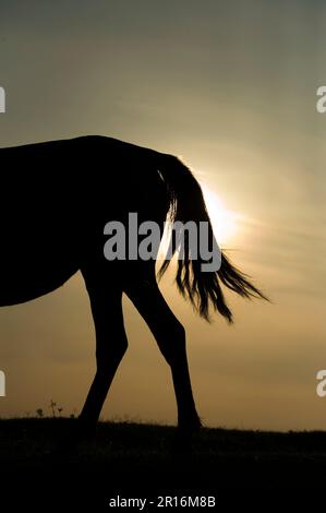 Silhouette des Pferdeschwandes Misaki Asahi Stockfoto