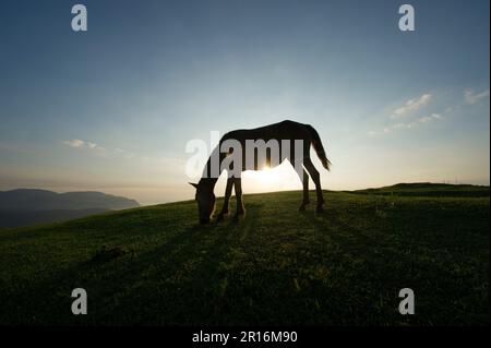 Silhouette von Misaki-Pferden, die sich in der Morgensonne sonnen Stockfoto