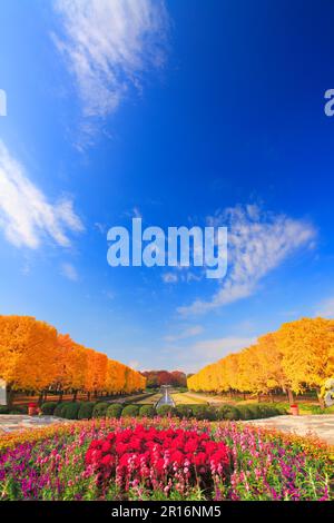 Springbrunnen- und Blumenbeete und Gingko-Bäume Stockfoto