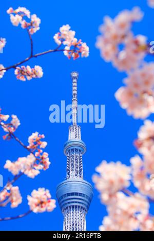 Yoshino Kirschbaum und Tokyo Skytree Stockfoto