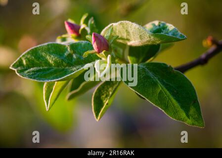 Nahaufnahme Quince Blume Baum Zweig mit jungen Blättern und Knospen halb offen wunderschöne Rosa Blume Frühling Sonnenuntergang Garten Chaenomeles speciosa Sonnenuntergang gelb Stockfoto