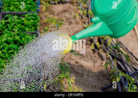 Bewässerung der Pflanze mit Pflanzkartoffeln mit Gießkanne im Gewächshausgarten Stockfoto