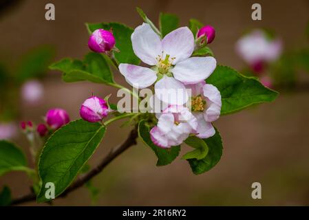 Fliegende Honigbiene sammelt Bienenpollen Nektar Apfelblüte. Bestäubt Pink weiße Blumen Knospen Natur frischer grüner Hintergrund wunderschöner Frühlingsgar Stockfoto