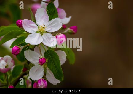 Fliegende Honigbiene sammelt Bienenpollen Nektar Apfelblüte. Bestäubt Pink weiße Blumen Knospen Natur frischer grüner Hintergrund wunderschöner Frühlingsgar Stockfoto