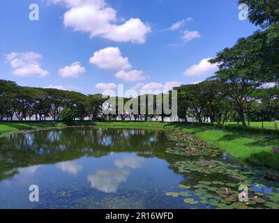 Nymphaea oder wasserlilie auf dem See vor den Bäumen in Surabaya, Indonesien. Naturfotografie. Querformat. Speicherplatz kopieren. Stockfoto