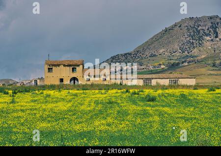 Altes verlassenes Haus in Frühlingsfeldblumen von Sizilien, Italien Stockfoto