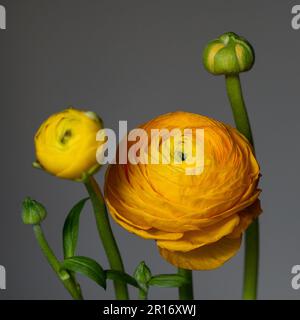 Persische Butterblume Ranunculus. Gelbe Blume auf grauem Hintergrund.Platz für Text kopieren. Selektiver Fokus. Stockfoto