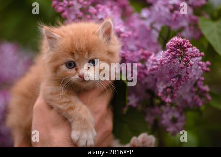 Die rothaarige Katze sitzt in den Armen neben dem Strauch, mit Fliederblumen, die niedlich und witzig duften Stockfoto