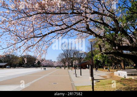 Kirschblüten blühen im Ueno Park Stockfoto