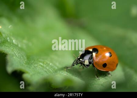 Single Sieben-Flecken-Marienkäfer (Coccinella septempunctata), der sich selbst aufräumt, auf einem Blatt sitzt, Insekten, Makrofotografie, Artenvielfalt, süß Stockfoto