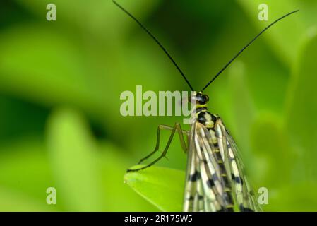 Einheitlicher Skorpionfliege (Panorpa communis) auf einem Blatt, ruhend, Insekten, Makrofotografie, Artenvielfalt, entomologie Stockfoto