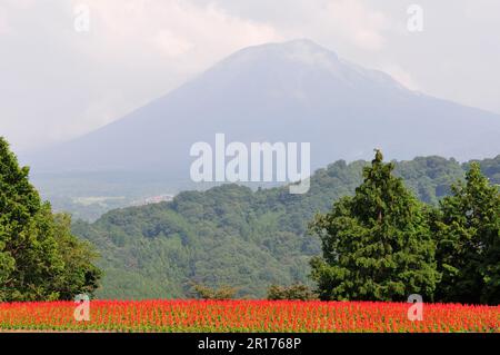 Tottorihanakairou, Blumenhügel mit Salvia-Blume im Park und Berg Daisen Stockfoto