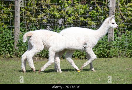 Babyalpakas laufen auf einem Feld, selektiver Fokus Stockfoto