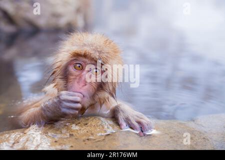 Japanische Makaken genießen ein Thermalbad Stockfoto