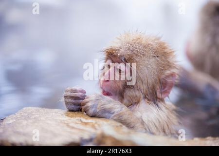 Japanische Makaken genießen ein Thermalbad Stockfoto