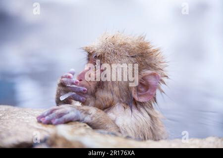 Japanische Makaken genießen ein Thermalbad Stockfoto