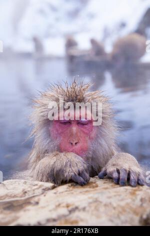 Japanische Makaken genießen ein Thermalbad Stockfoto